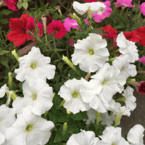 ヒーリングメニー｜体験談｜悩み相談｜リコネクション｜リコネクティブ・ヒーリング