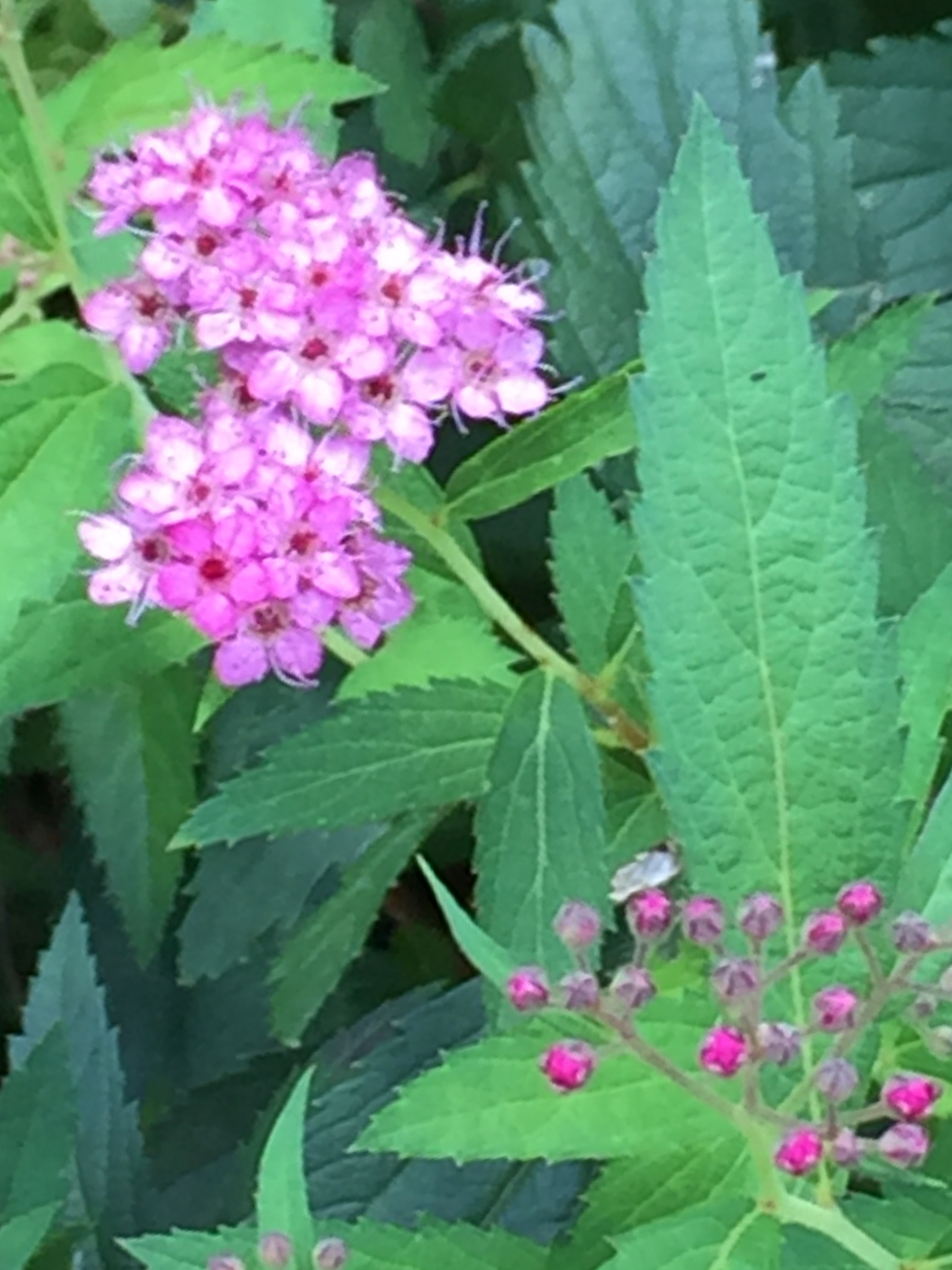 リコネクション®/リコネクティブヒーリング®をお探しなら、ヒーリングメニーへ